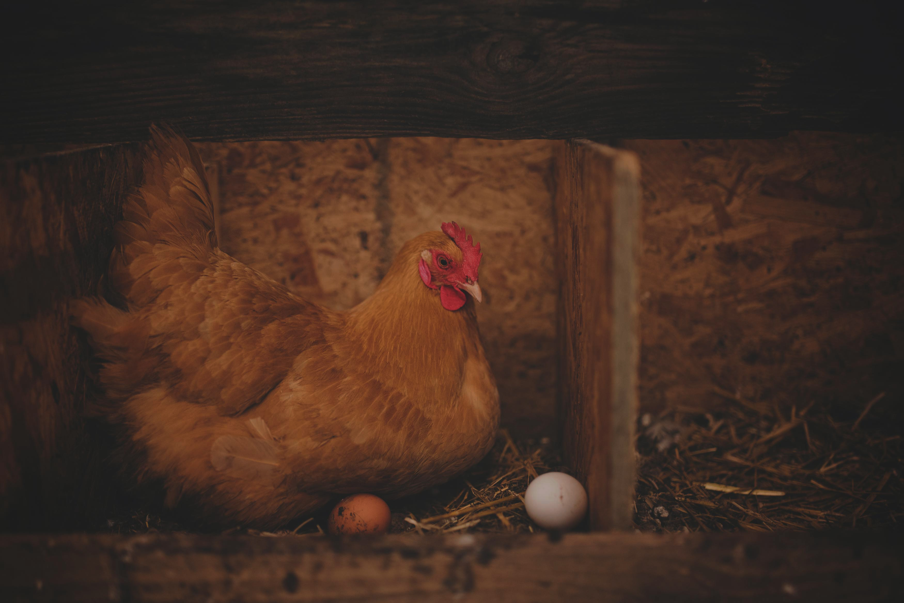 Nebula Lighting System for Layer Chickens