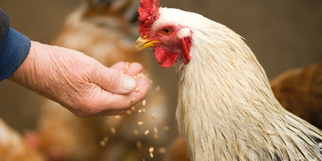 Hand feeding chicken